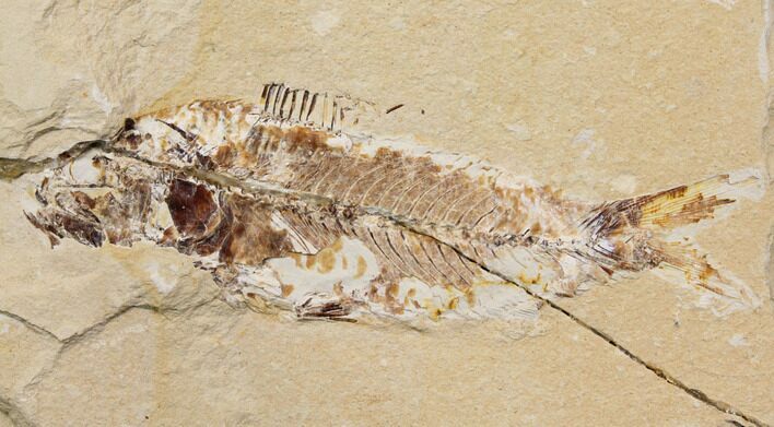 Bargain, Cretaceous Fish (Nematonotus) Fossil - Lebanon #147232